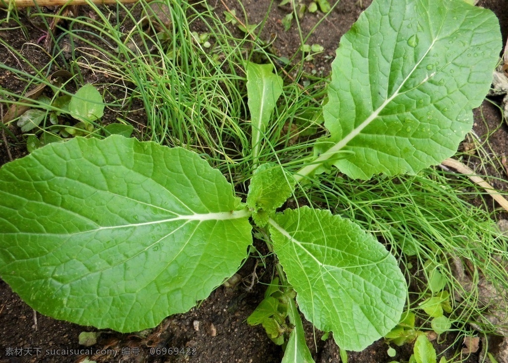 小白菜 小葱 菜 绿菜 小菜 生物世界 蔬菜