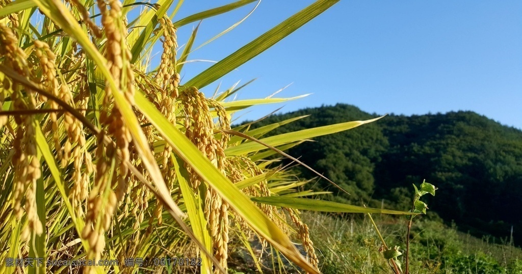 稻穗 稻谷 稻子 丰收 夏天麦田 金秋麦田 麦穗 稻田麦香 稻香 田园风景 夏日时光 深秋风光 一片金色 金烂烂的 金色麦田 金色稻田 绿色麦田 绿色稻田 大丰收 瞭望远方 麦田守望 水稻 稻田 插秧 种植 水稻种植 绿色小麦 水稻丰收 水稻收割 麦田稻香 生物世界 其他生物