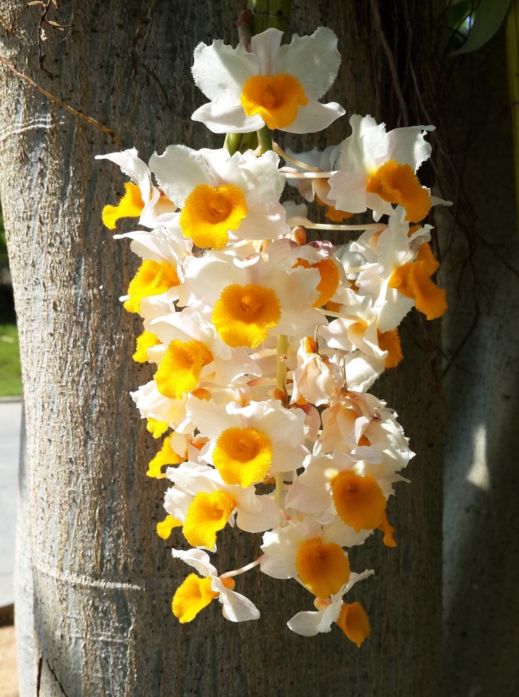 石斛花 花草 花 鲜花 花朵 生物世界