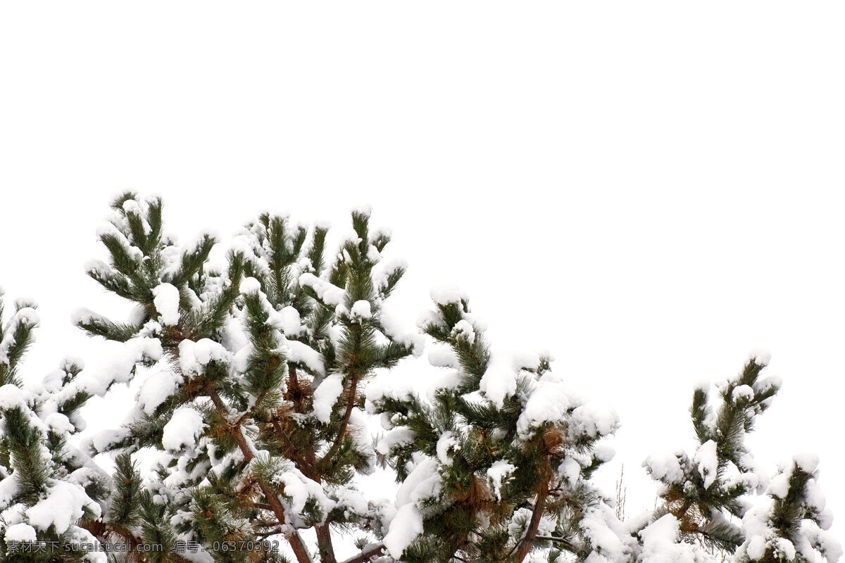 树上 覆盖 雪 背景 生物世界