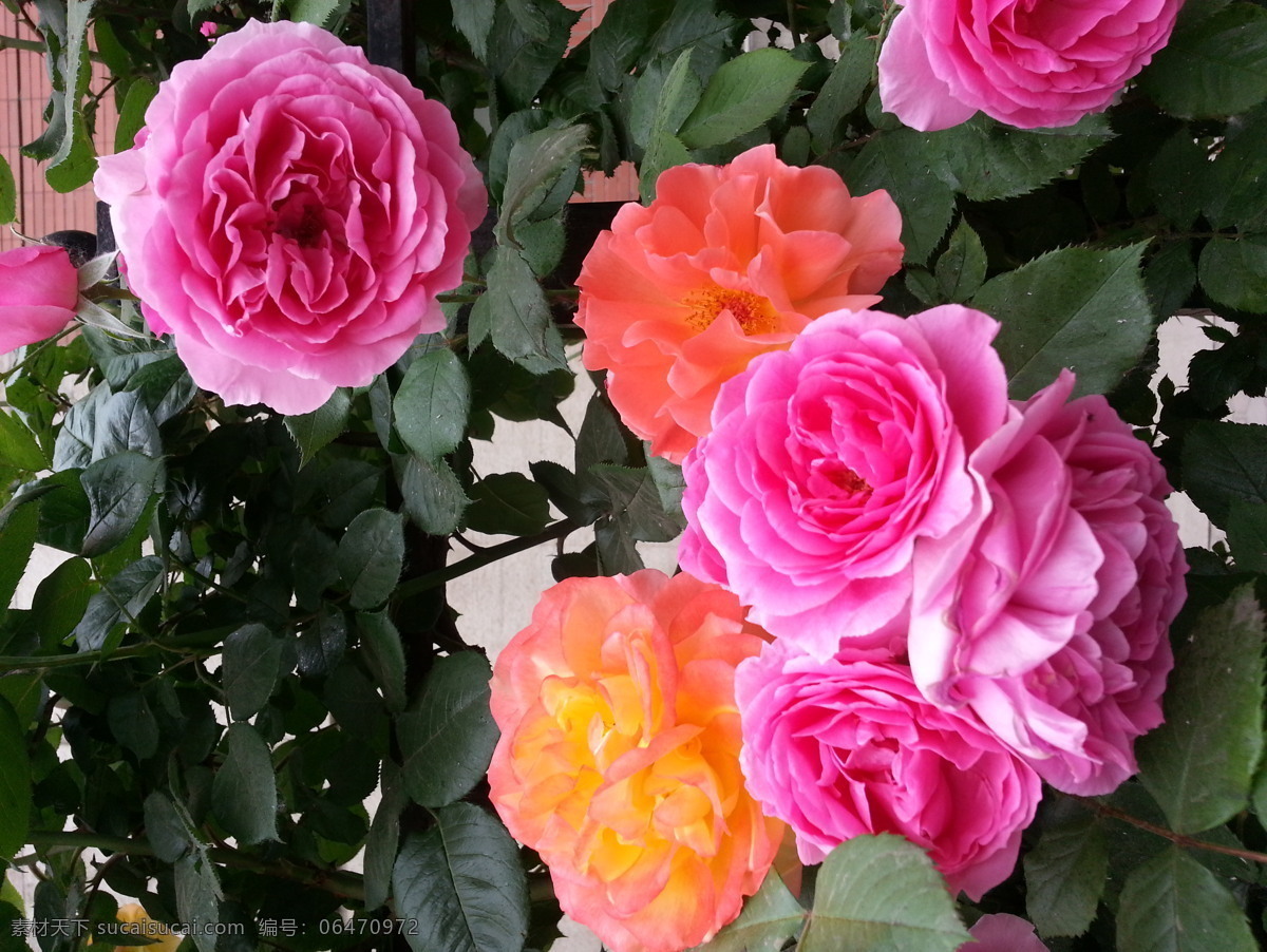 五颜六色 野 玫瑰花 美丽 鲜花 漂亮 野玫瑰 黑色