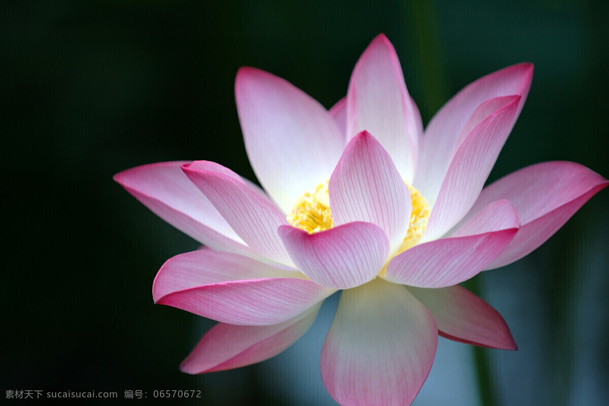 荷花 水芙蓉 莲花 芙蓉 鲜花 花朵 花瓣 洁净 可爱 白藕花 芙蕖 水芝 水花 玉芝 水宫仙子 菡萏 泽芝 生物世界 花草 摄影图库