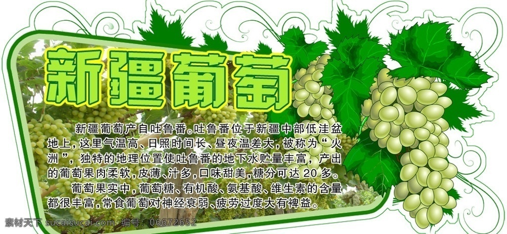 新疆葡萄 新疆 葡萄 吊牌 分层 源文件