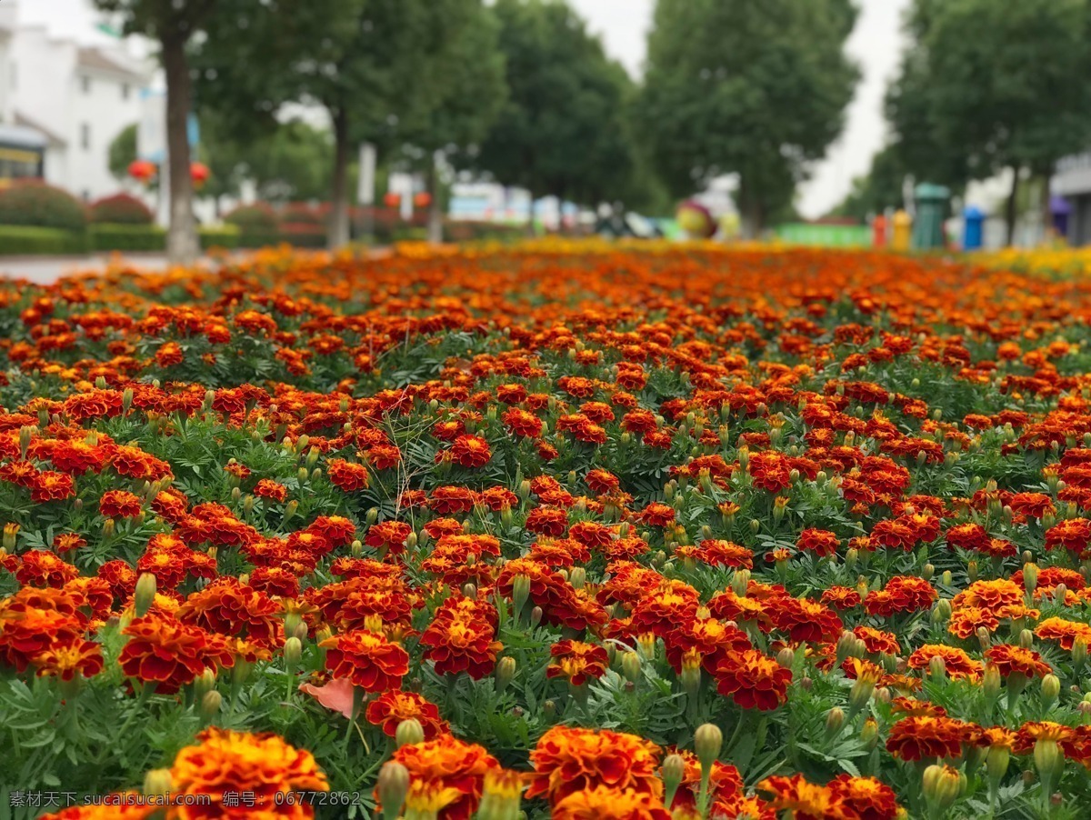 橙色孔雀草 橙色 孔雀草 花园 秋天 万寿菊科 旅游摄影 自然风景