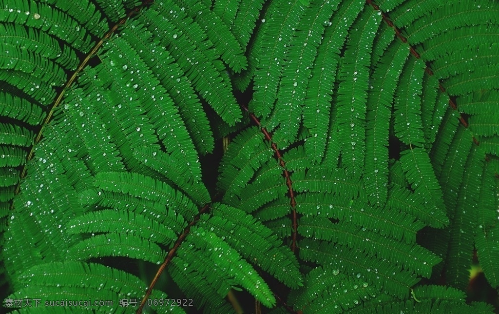 叶子上的水滴 绿叶 叶子 水珠 水滴 背景 生物 生物世界 树木树叶