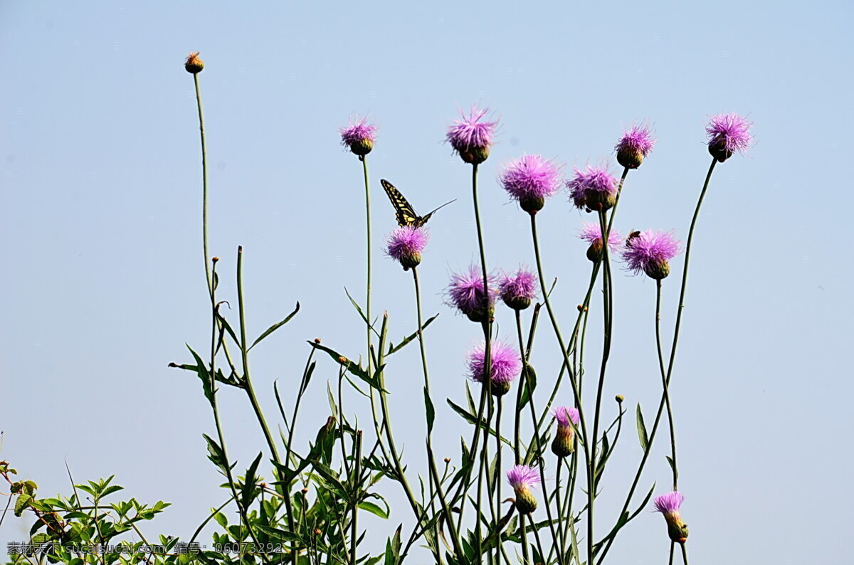 蝶恋花 山花 蝴蝶 昆虫 生物世界 白色
