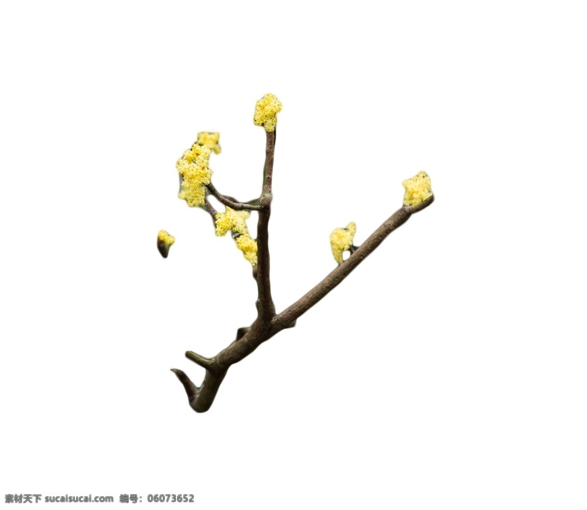 黄色梨花开 黄色 花儿朵朵开 美丽景色