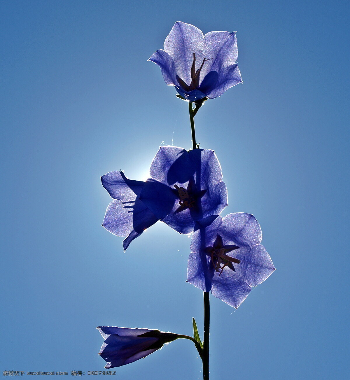 蓝色 桔梗 花 高清 桔梗花 蓝色桔梗 蓝花 蓝色花朵