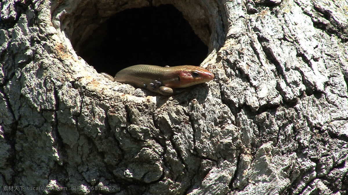 密苏里 石龙子 树 洞 股票 视频 美国 蜥蜴 爬行动物 中空 树皮 爬虫类 其他视频