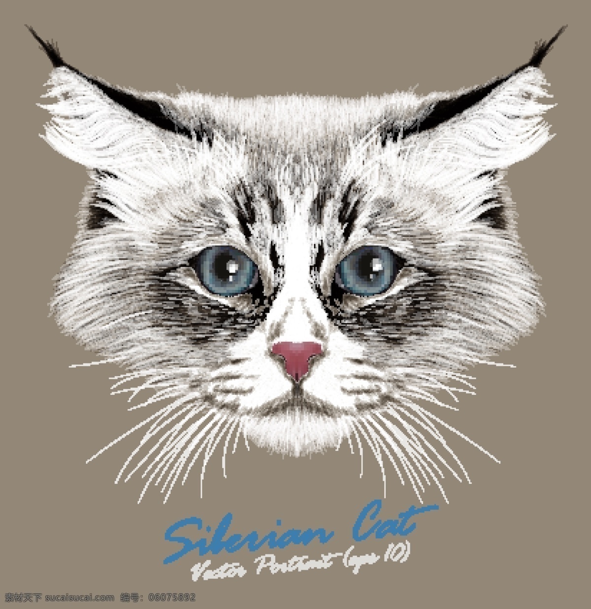 白色 猫咪 宠物 猫 头像 品种 矢量 尖耳朵 蓝眼睛 名猫 可爱 动物 猫奴 毛绒绒 猫科动物 卡通 水彩 手绘 插画
