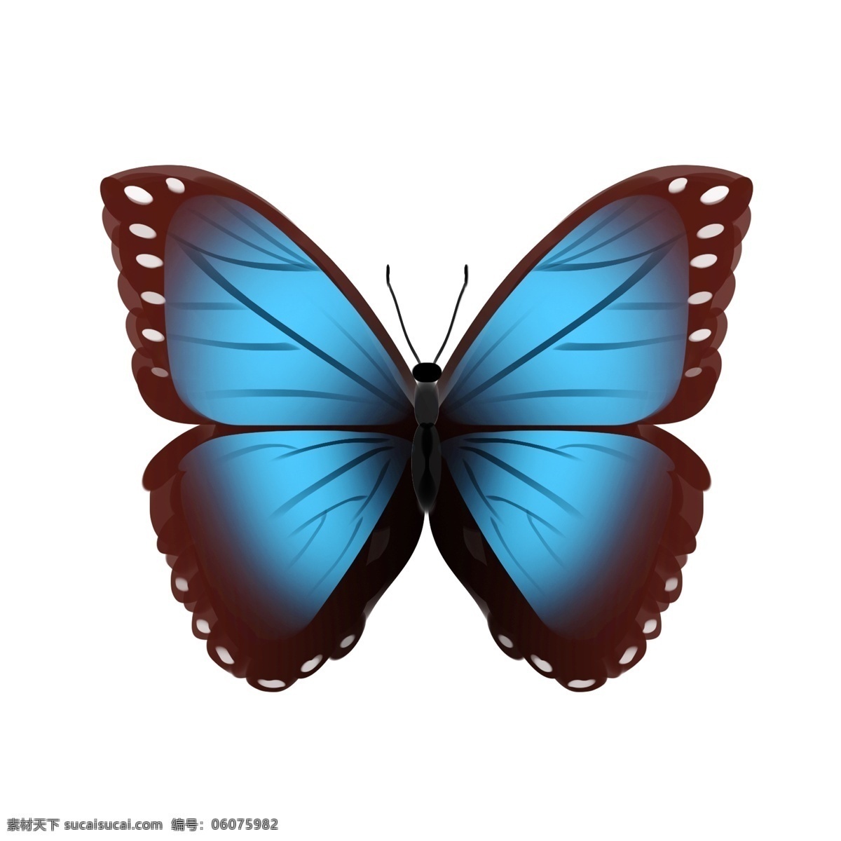 蓝黑色 蝴蝶 插画 蓝色的翅膀 卡通插画 动物插画 蝴蝶插画 动物蝴蝶 昆虫 益虫 大大的翅膀