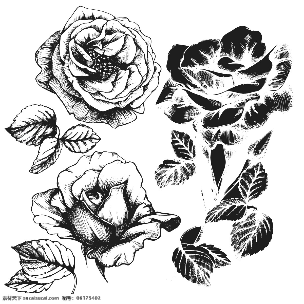 黑白 手绘 时尚 玫瑰花 插画 花朵 叶子 植物