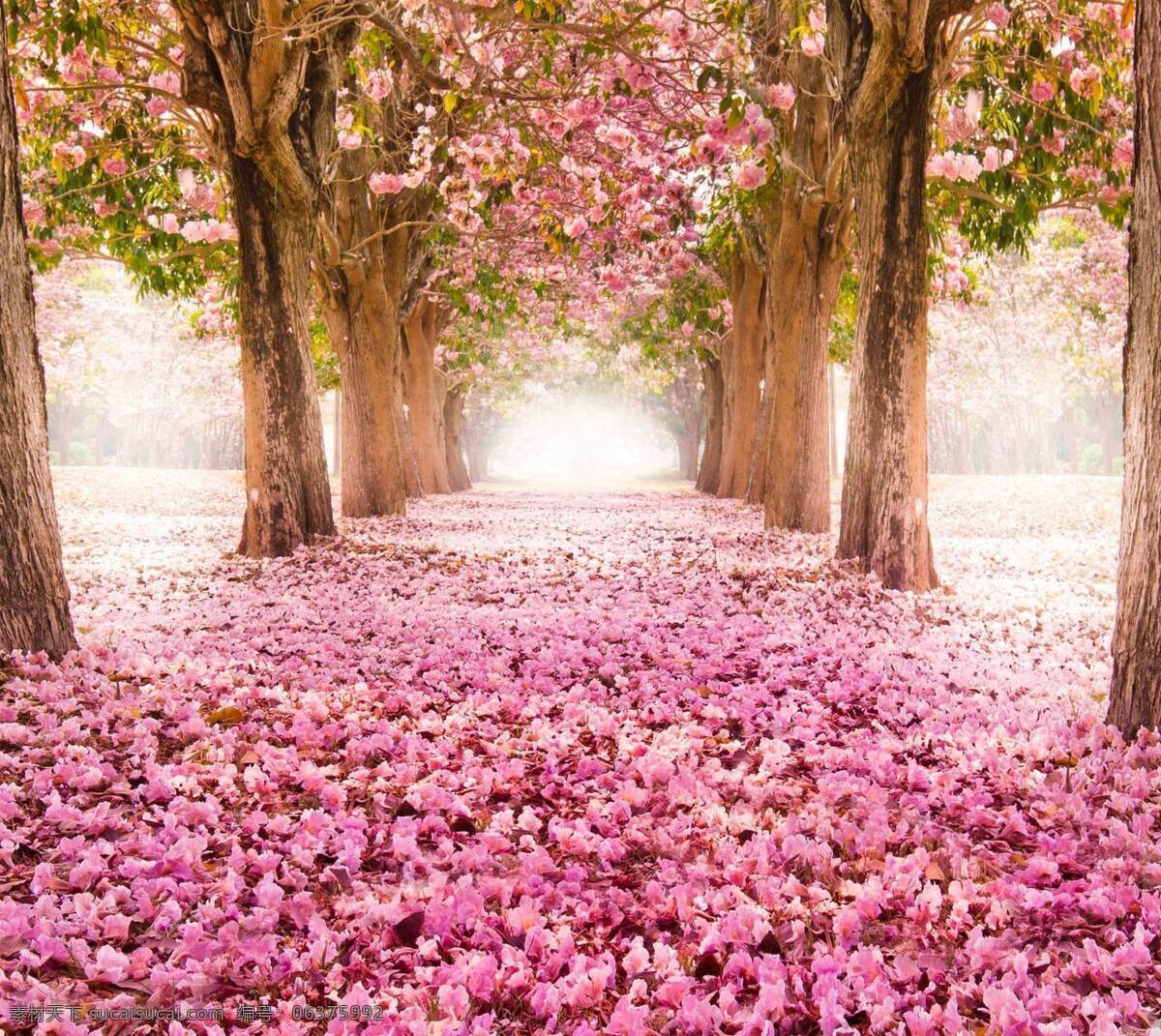 鲜花 之路 满 树 开花 满地 樱花 大树 粉色