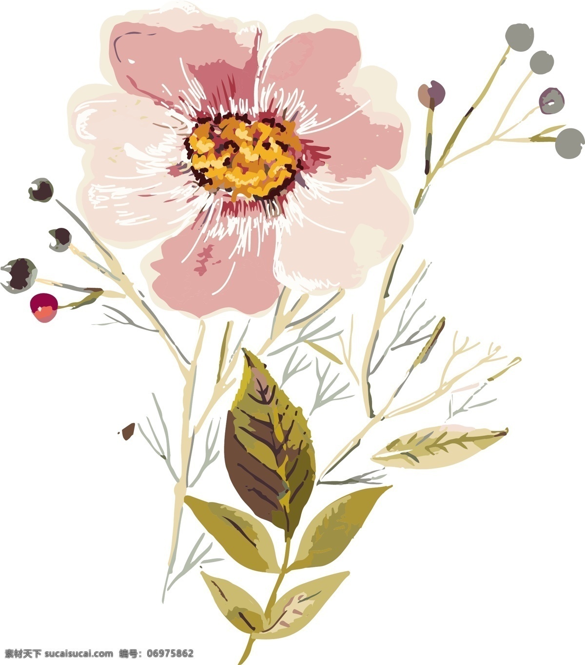 高质量 花朵 植物 组合