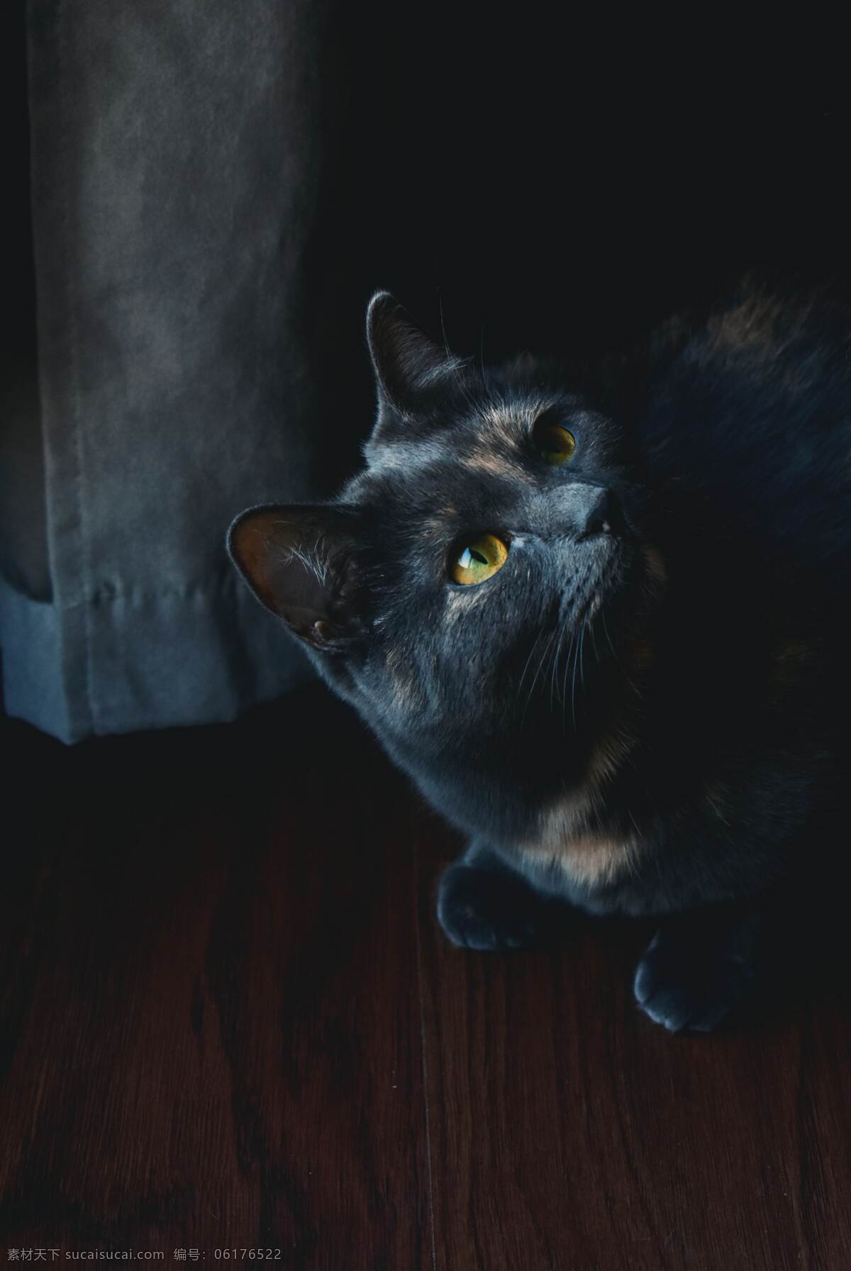 猫 可爱 动物 慵懒 帅气 宠物 眼睛