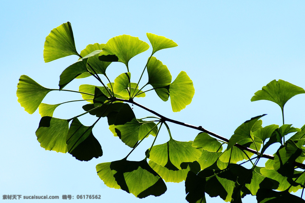 银杏树 银杏叶 银杏 ginkgo biloba l 白果 公孙树 鸭脚子 鸭掌树 洞庭皇 小佛手 鸭尾银杏 佛指 卵果佛手 圆底佛手