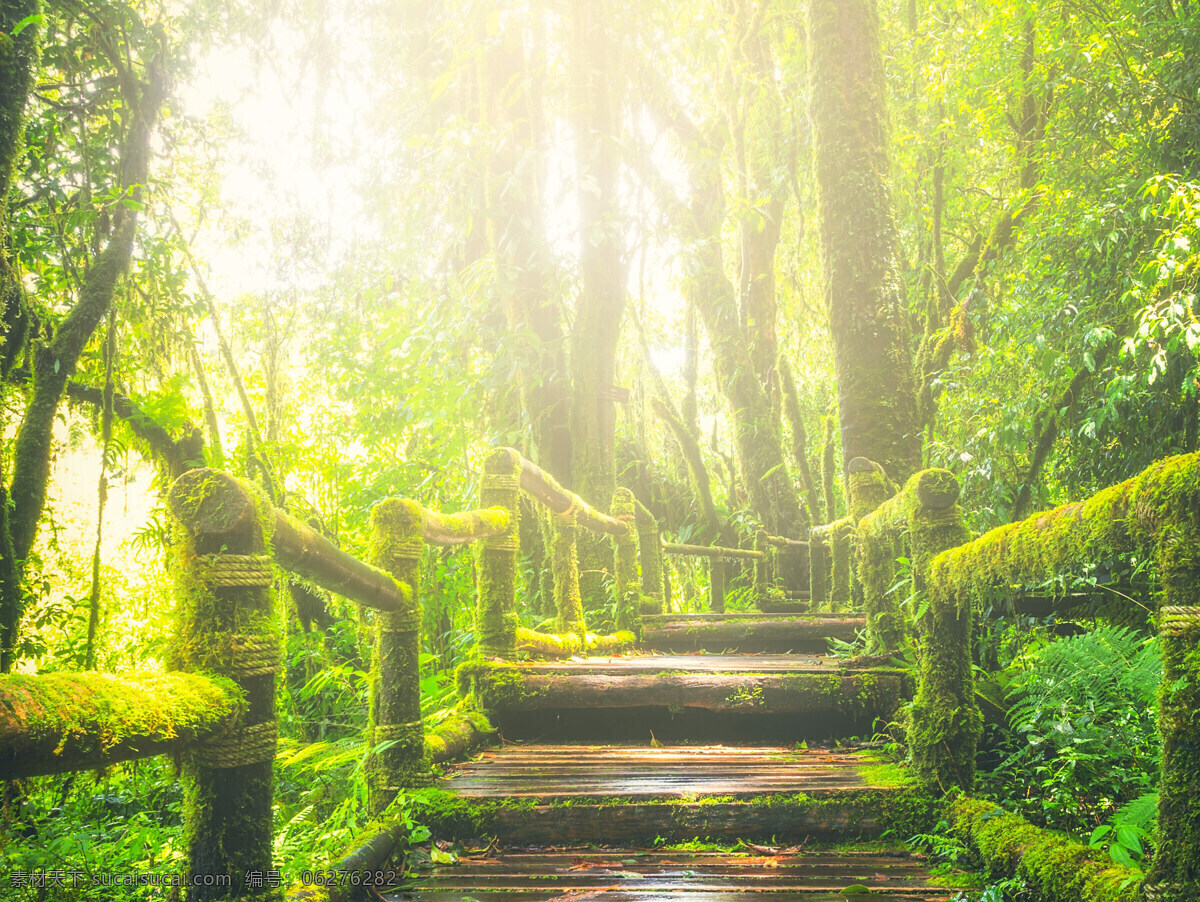 绿色 森林小屋 小桥 幽静 美景 旅游摄影 自然风景