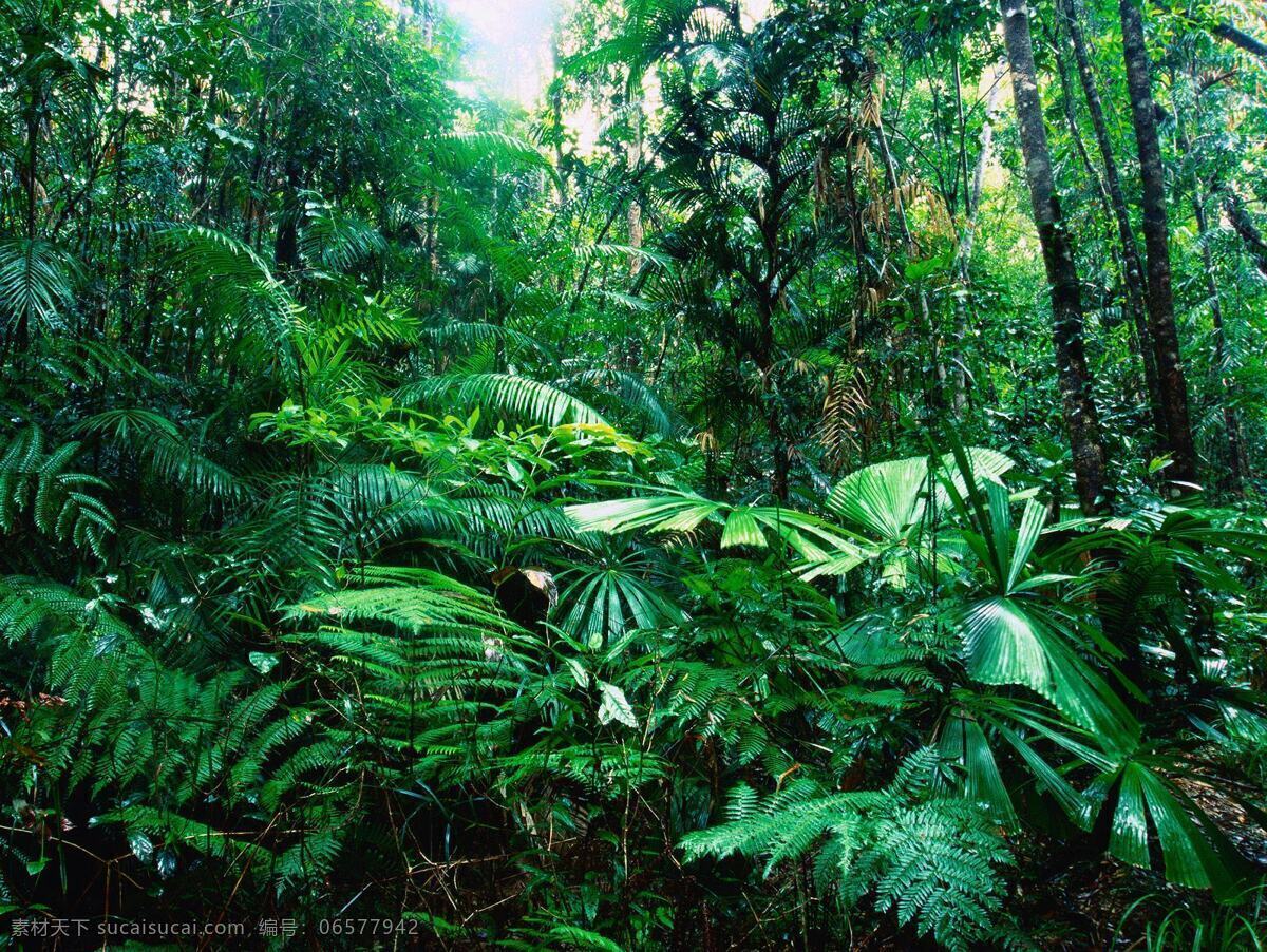 绿色 森林 风景 高清 树林 树木 植物