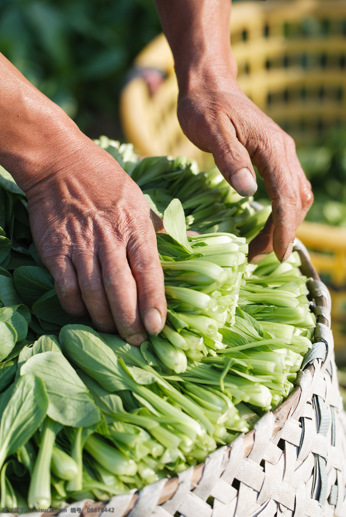 劳动 手 青菜 劳动的人 劳动的手 菜园 摘菜 蔬菜 生物世界