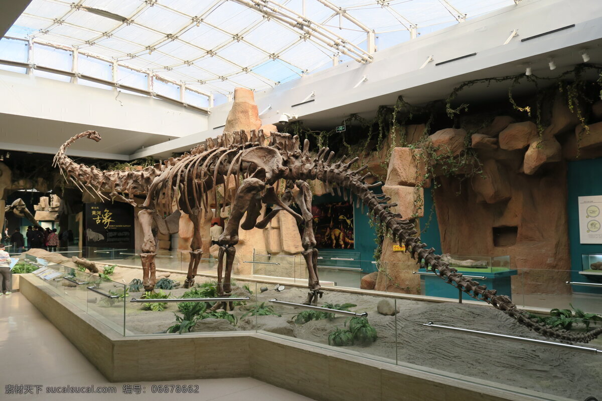甘肃 博物馆 藏马 门 溪 龙 兰州 马门溪龙 恐龙化石 旅游摄影 国内旅游
