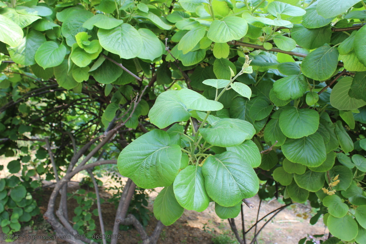 猕猴桃树 植物 果树 猕猴桃叶 植物园 高清 树木树叶 生物世界