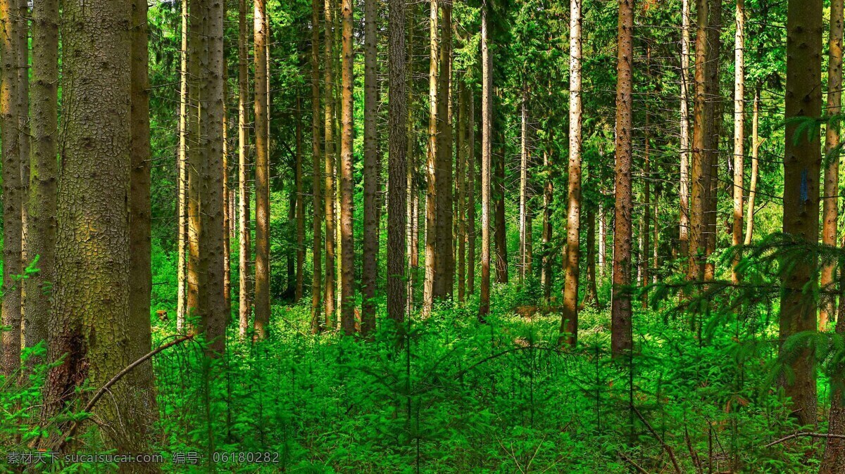 森林树木 风景 草地 植物 森林 树木 生物世界 树木树叶