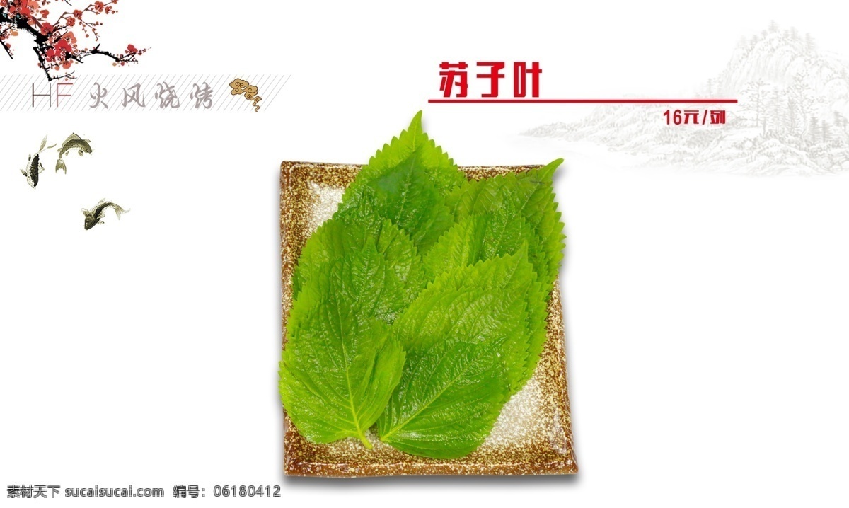 苏子叶 配菜叶 青菜叶 绿叶菜 白菜叶