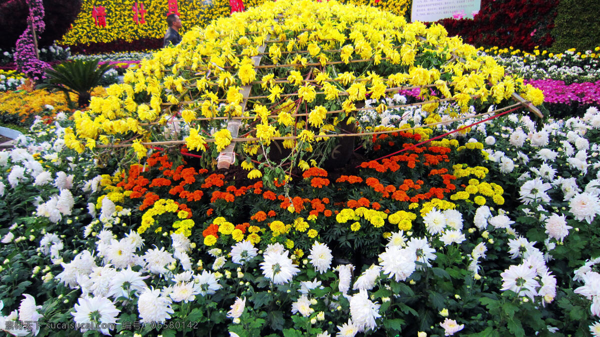 白花 红花 花苞 花草 花蕾 黄花 菊花 菊花展览 金黄色花 紫红花 大丽花 大园 盘 盆景 生物世界 装饰素材 展示设计