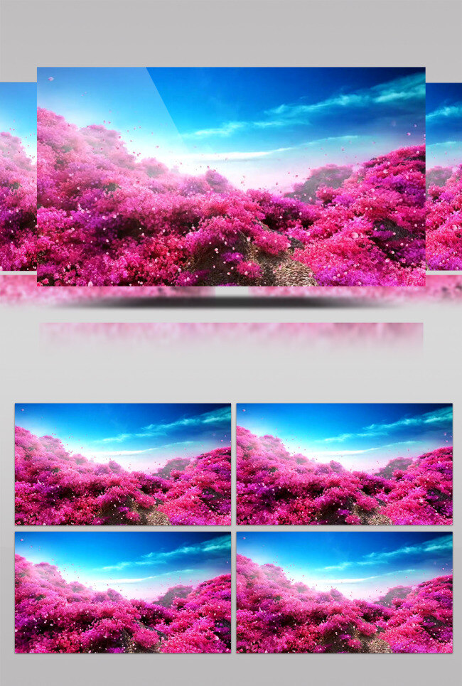 粉色 花海 动态 视频 视频素材 动态视频素材 鲜花 植物 高清视频素材