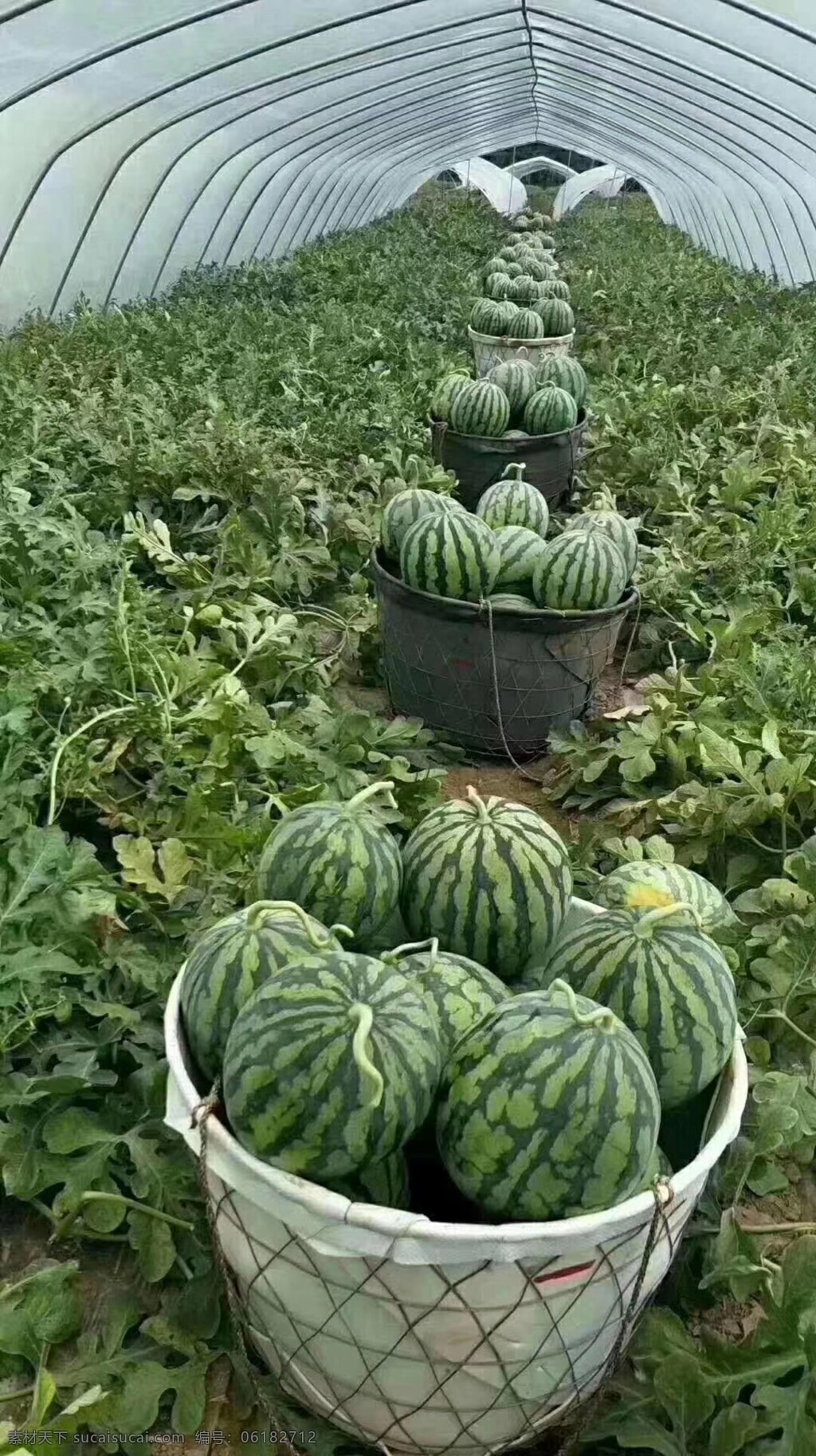 大棚 筐装西瓜 花皮瓜 筐 自然景观 田园风光