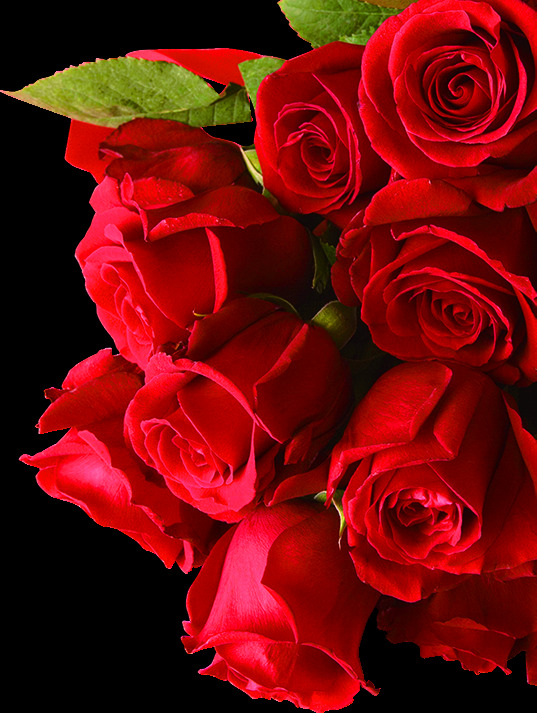 束 玫瑰花 美丽鲜花 花卉花草 漂亮花朵 玫瑰花素材 鲜艳花朵 花草植物 底纹背景 鲜花摄影 一束