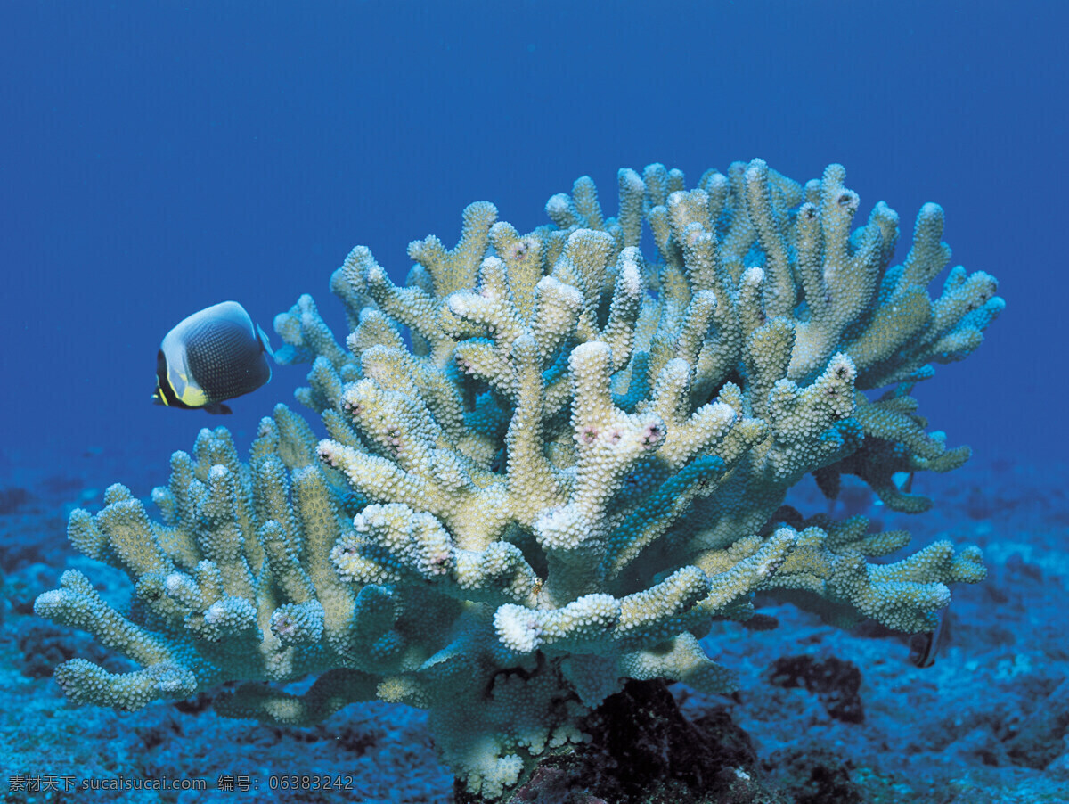 大海 海底 海洋生物 海洋世界 红珊瑚 奇异 潜水 热带 珊瑚 珊瑚虫 珊瑚礁 深海 蓝海水 自然 特写 植物 鱼类 海底景色 岩石 海石 海洋生态 生物世界