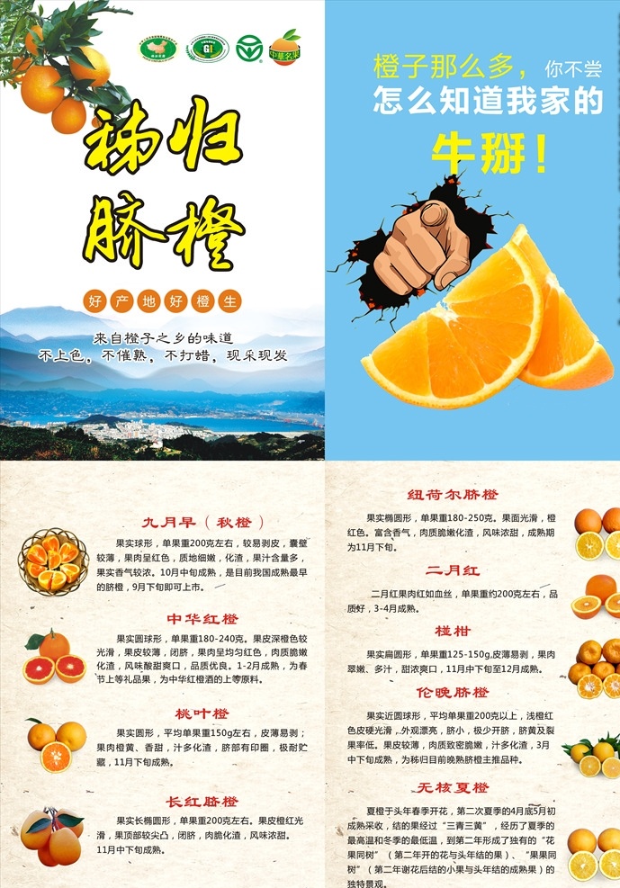 秭归脐橙单页 秭归县城 脐橙详情页 中华红橙 桃叶橙 长红脐橙 纽荷尔脐橙 椪柑 伦晚脐橙 无核夏橙 手 牛掰