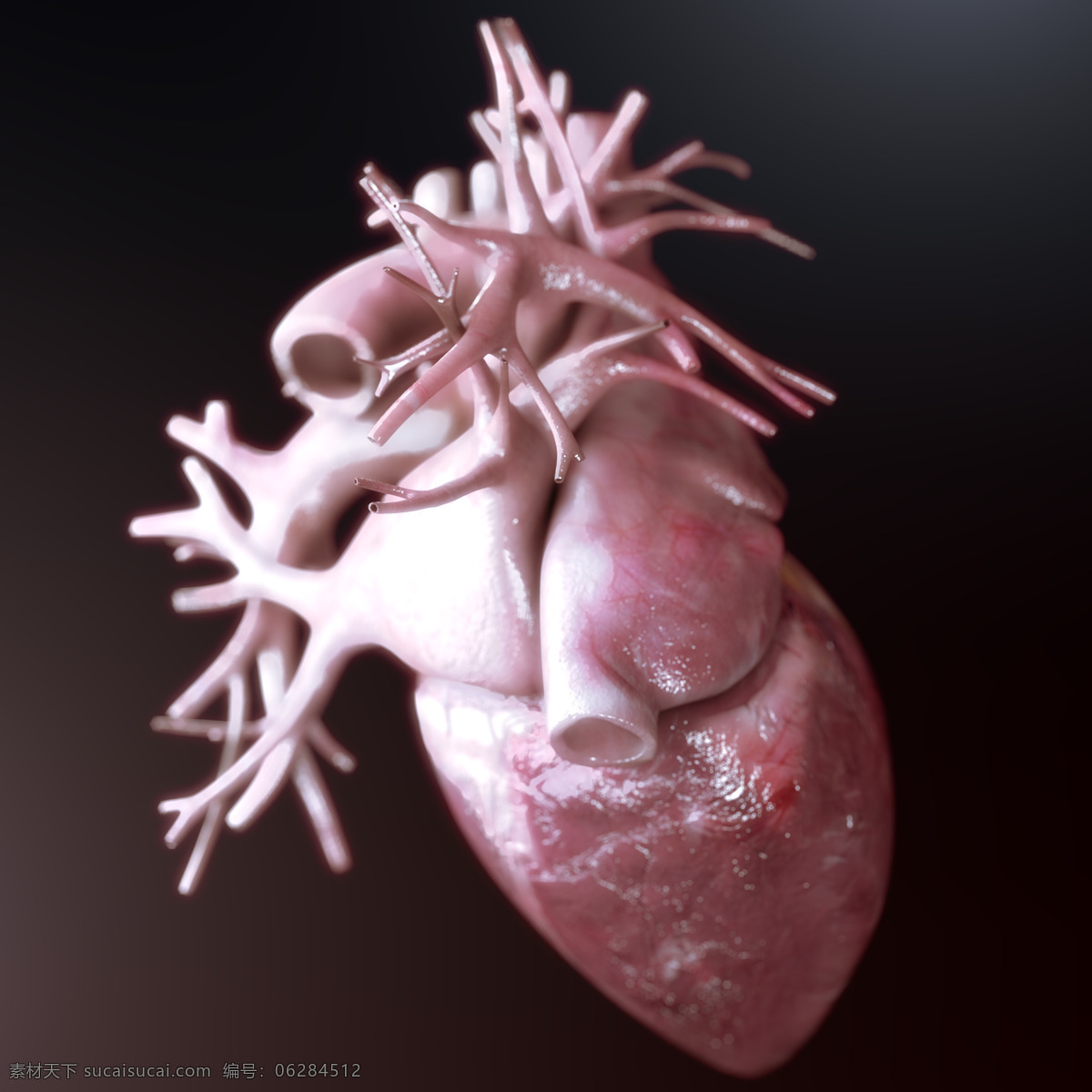 人体 内脏 器官 人体内脏器官 心脏 人体器官 心脏模型 心血管 医疗素材 人体器官图 人物图片