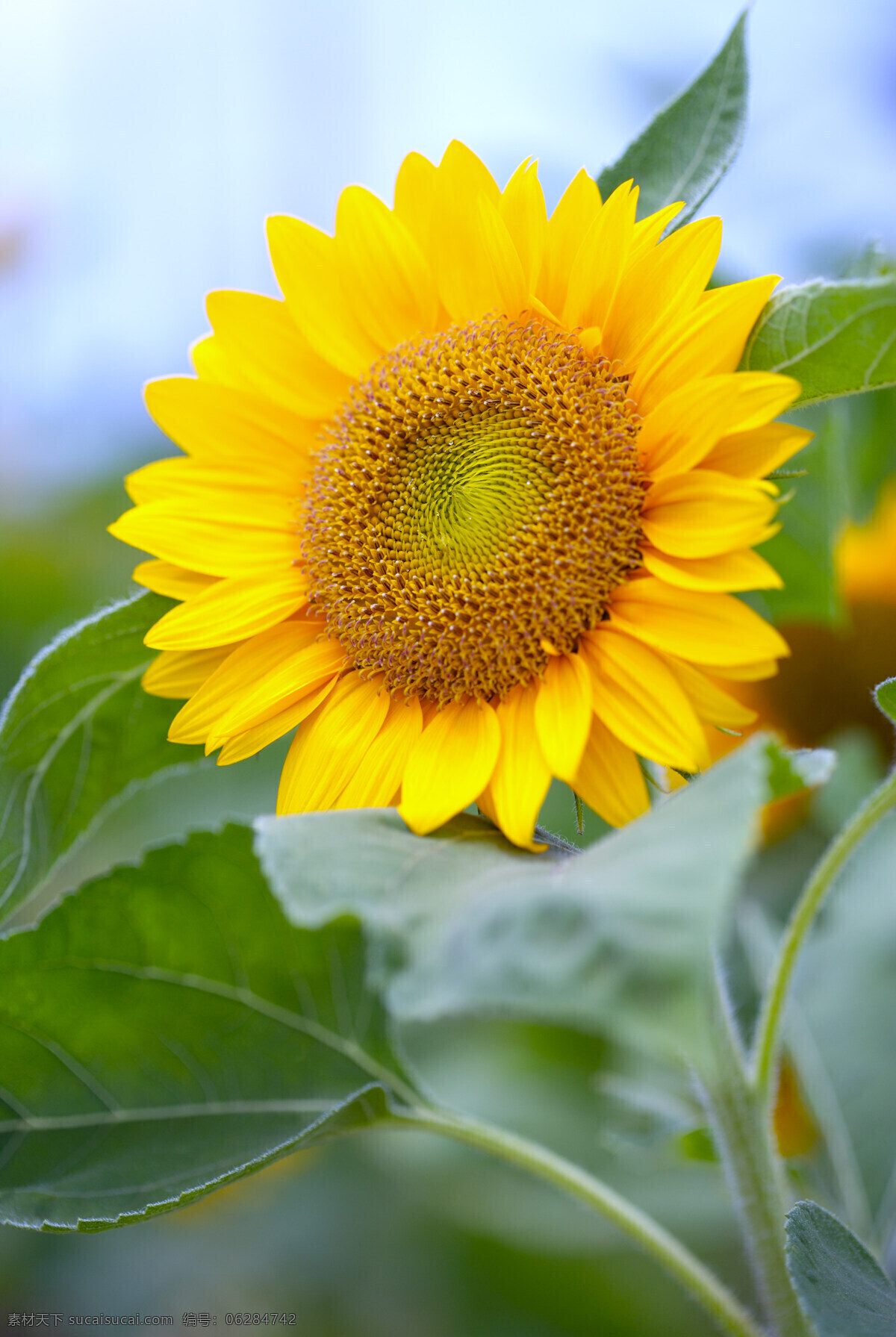 向日葵 太陽花 希望之花 黄色