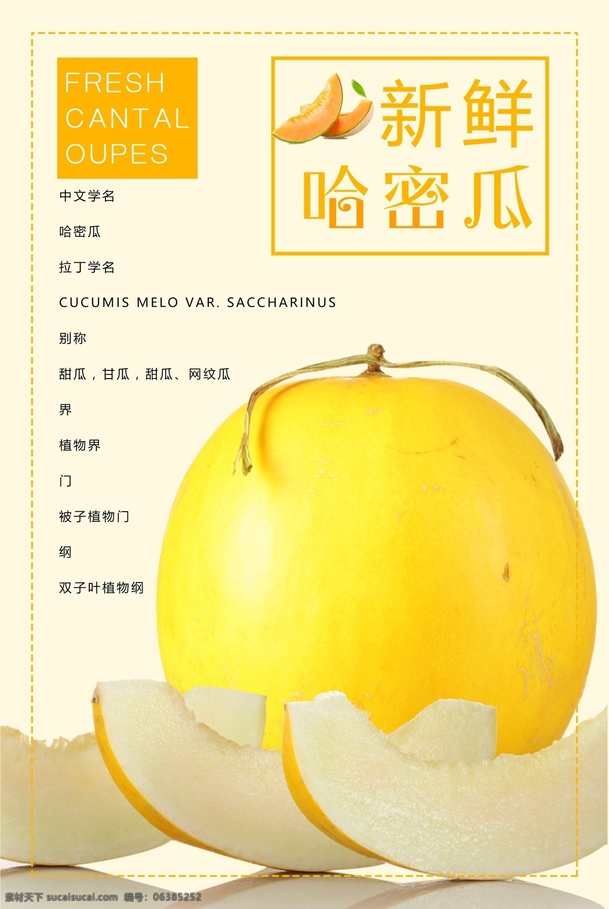 新鲜 哈密瓜 水果 促销海报 商业海报 水果店 新鲜水果 创意水果 哈密瓜海报 海报设 水果超市 水果店海报 水果广告 新疆哈密瓜 生鲜水果海报 水果哈密瓜 哈密瓜水果