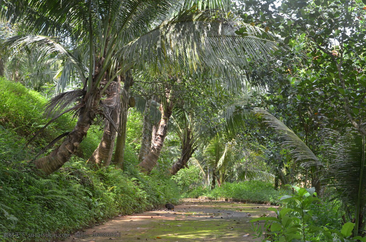 椰子林 椰子树 椰树 椰子 热带植物 树 海南风光 树林 建筑园林 灰色
