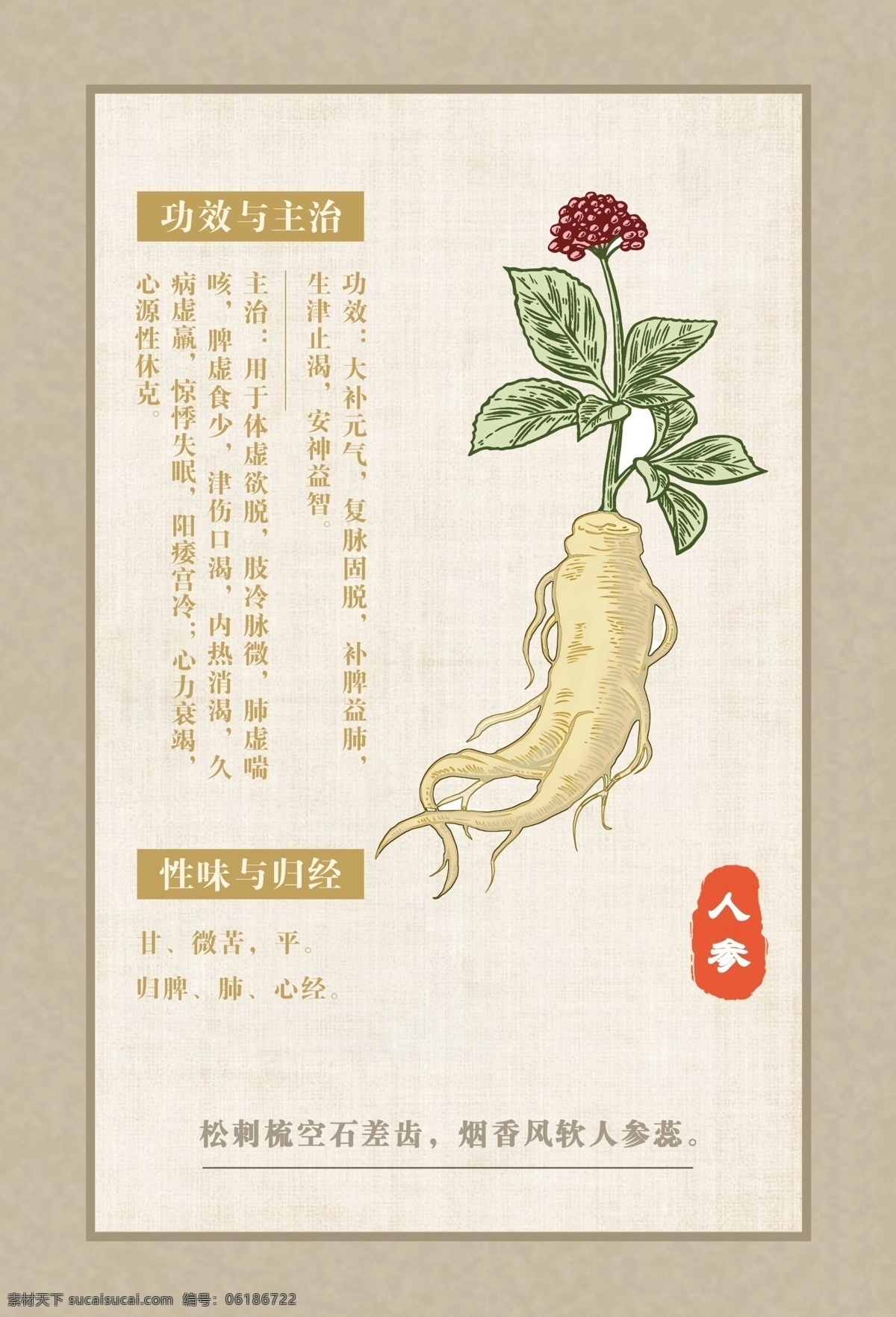 人参 中药 传统 中医 文化 海报壁画 海报 文化艺术 传统文化