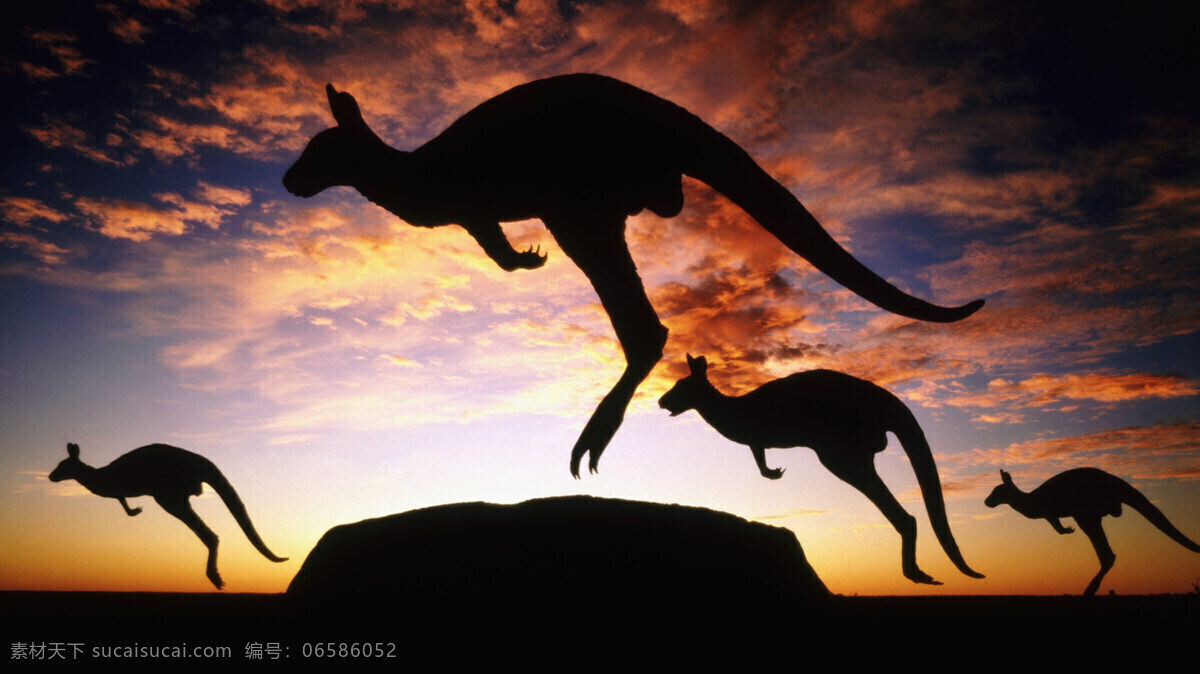 袋鼠 澳大利亚 日落 夕阳 太阳 天空 云 日落景色 夕阳景色 国外风景 国外旅游 旅游摄影 野生动物 生物世界