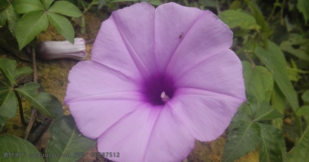 牵牛花 喇叭花 紫色花 花卉 花朵 植物 花 生物世界 花草