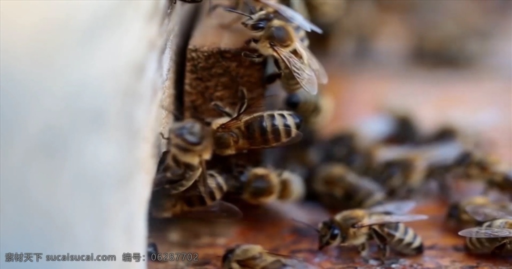 蜜蜂实拍 动物 蜜蜂高清视频 蜜蜂素材 多媒体 实拍视频 动物植物 mp4