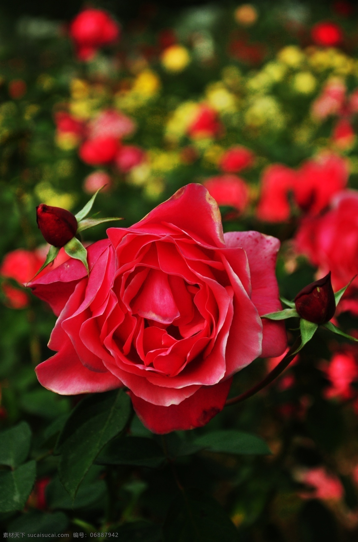 花 花草 花花世界 花卉 菊花 生物世界 月季 花卉展览 旅游景观 摄影花卉 花卉写真 自然 自然风景 装饰素材 展示设计