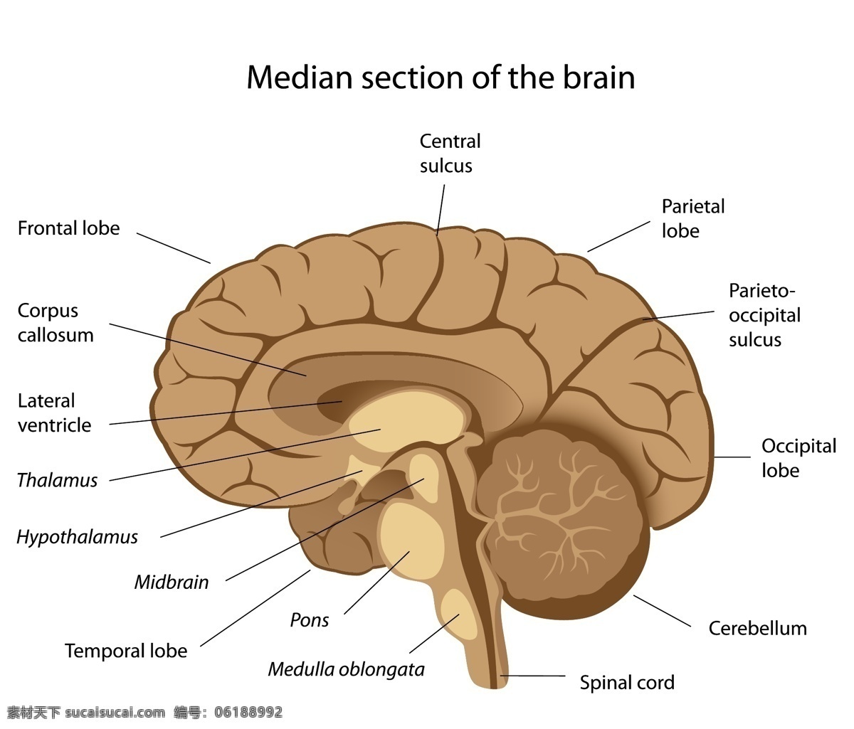 人体解剖学 脑神经 人脑 头脑 脑部结构 人体结构 器官 医学元素 医学素材 人体经络 图标标签标志 标志图标 其他图标