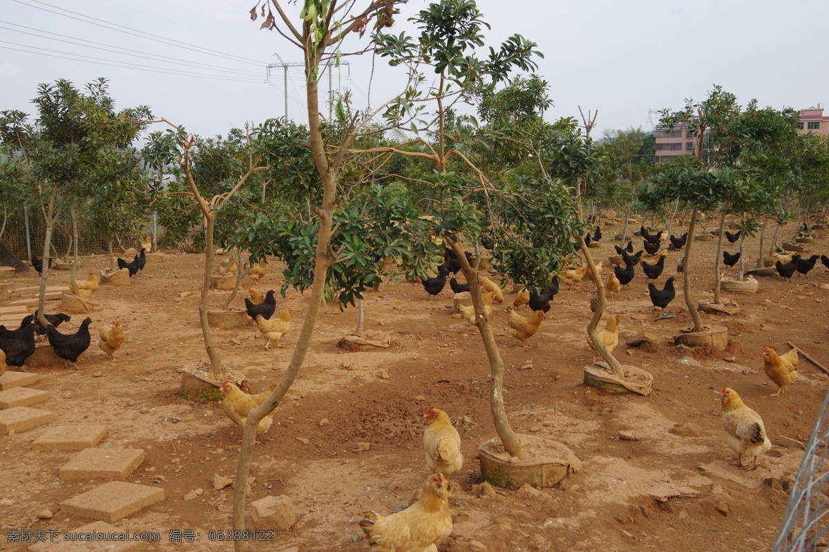 新农村 新枝术 种植户 养植户 放养鸡 山地鸡 丰产丰收 旅游摄影 国内旅游