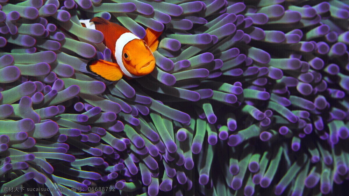 小丑 鱼 橙色 动物 海底 海底总动员 海洋生物 可爱 热带鱼 小丑鱼 生物 鱼类 生物世界