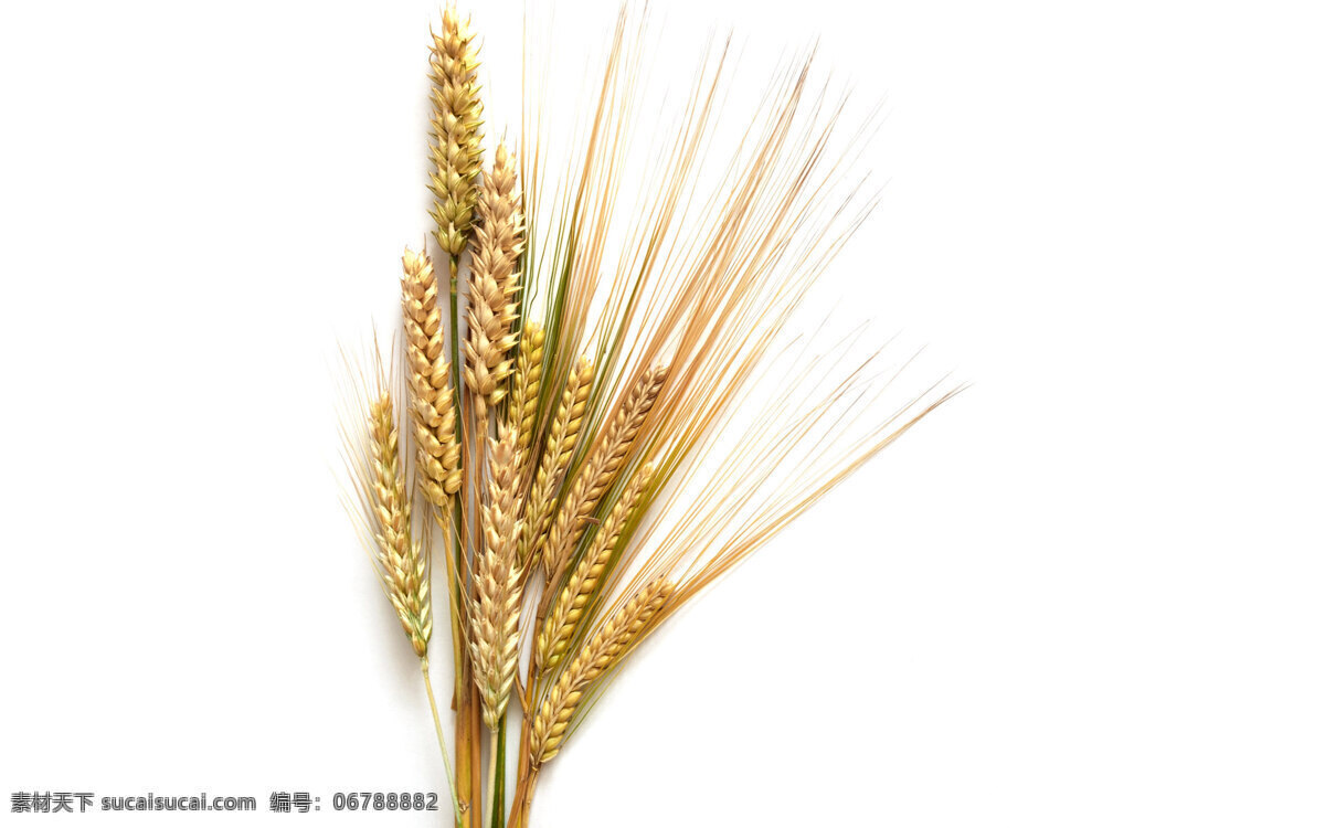麦穗 成熟的麦穗 金黄的麦穗 美图麦穗 小麦穗 生物世界 其他生物