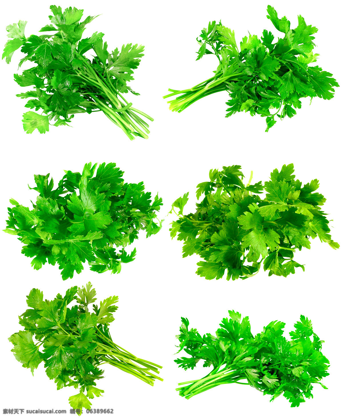 新鲜 蔬菜 食物 可口 绿色 芹菜 蔬菜图片 餐饮美食