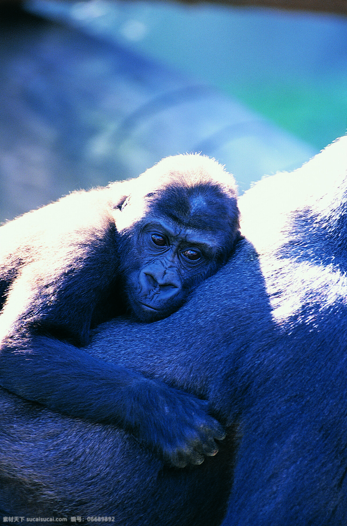 大黑 猩猩 野生动物 动物世界 哺乳动物 大猩猩 黑猩猩 摄影图 陆地动物 生物世界