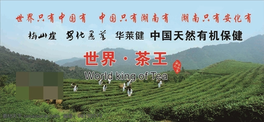 安化黑茶 安化 黑茶 刘社强 安化文化 展架