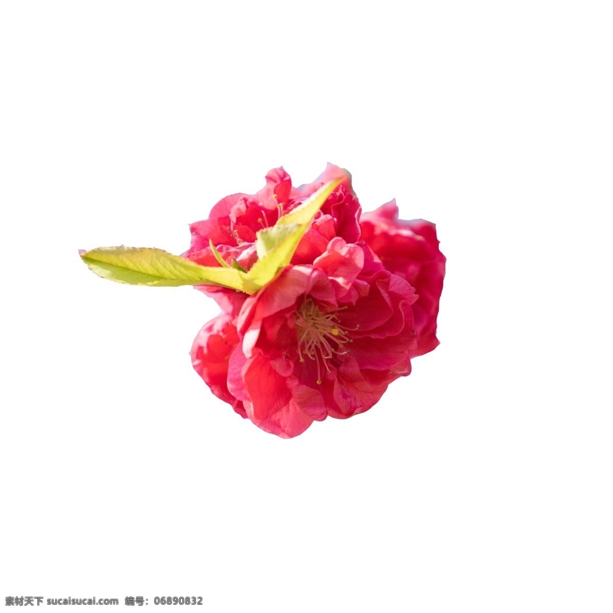 春天 鲜花 实物 鲜花绿叶 盛开的鲜花 粉色花朵 美丽花朵 春天鲜花 鲜花装饰 卡通插图 创意卡通下载 插图 png图下载